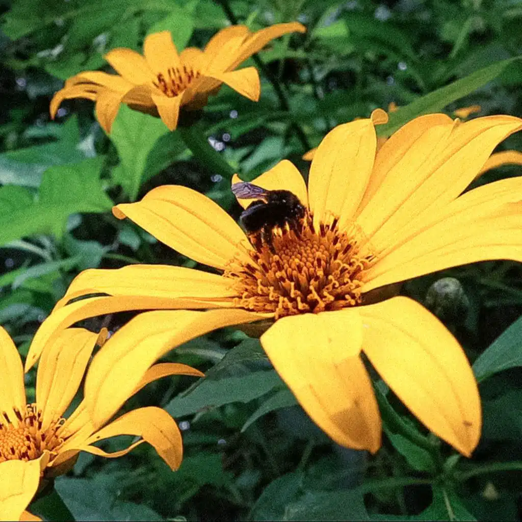 Exposición 2: Girasol (feat. Nita)