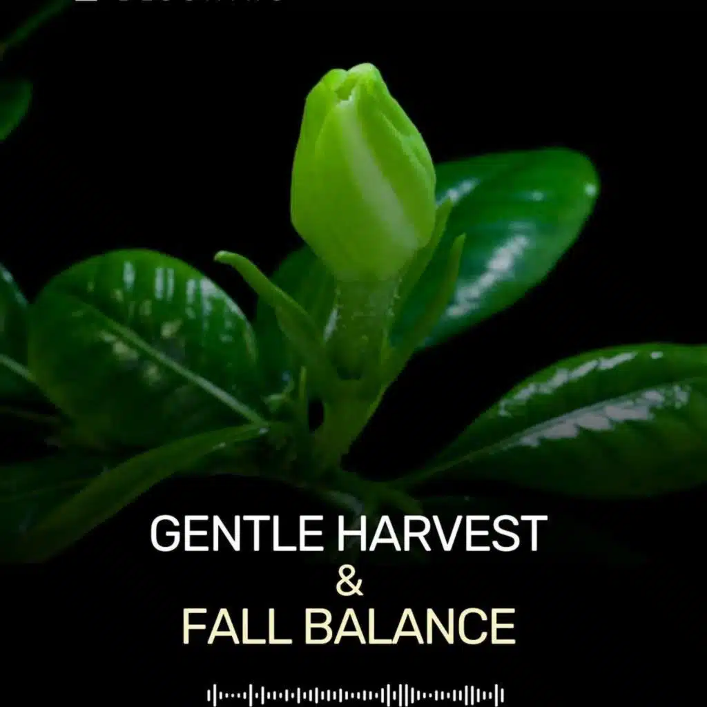 Gentle Harvest & Fall Balance