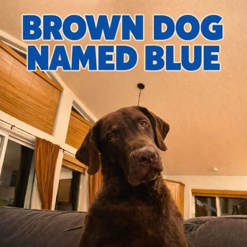 Brown Dog Named Blue