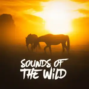 Sounds of the Wild