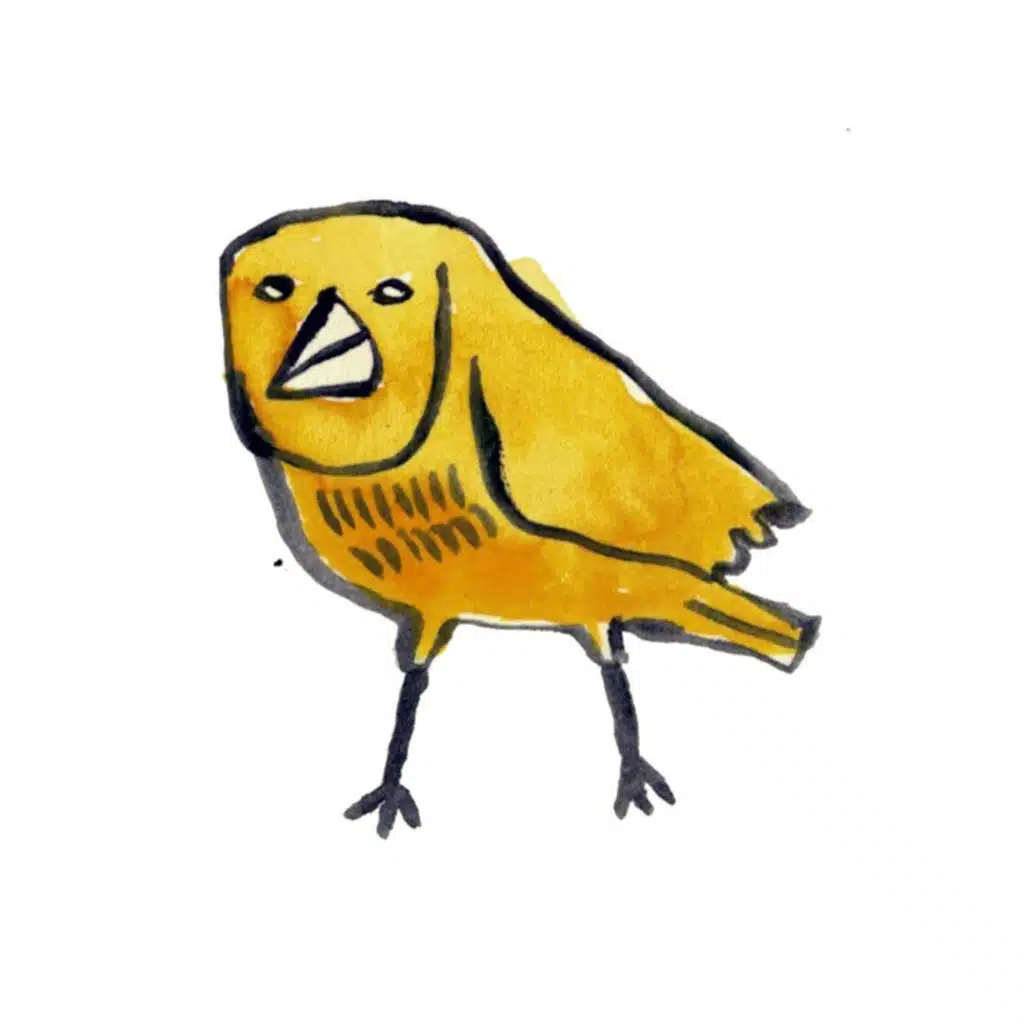 Canary