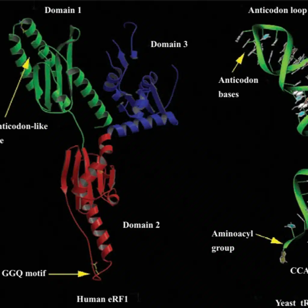  The Mechanism of Translation II (CMB part 16)