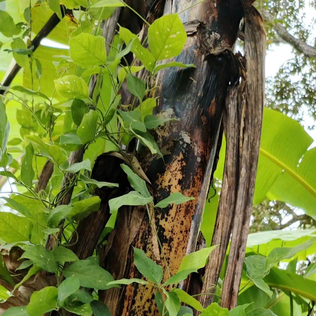 হাসান আহমেদ