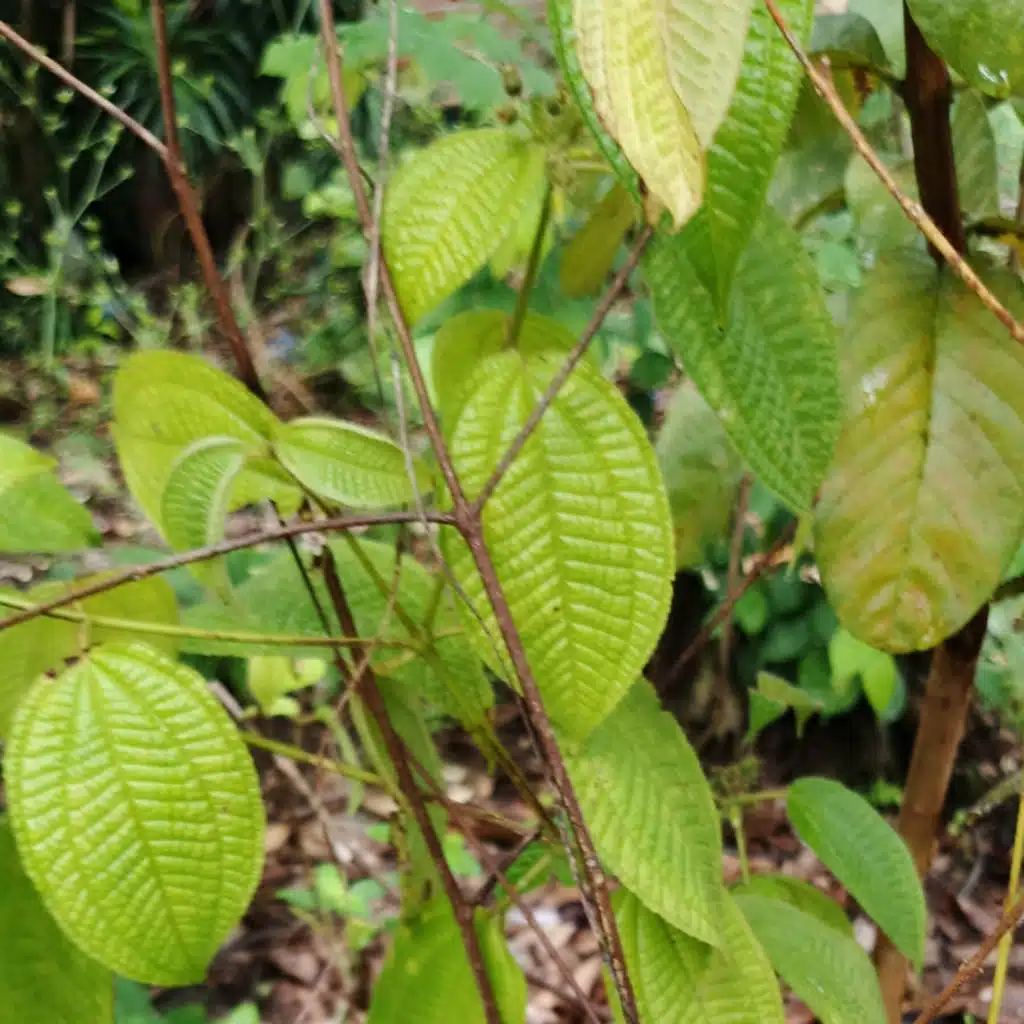 হাসান আহমেদ