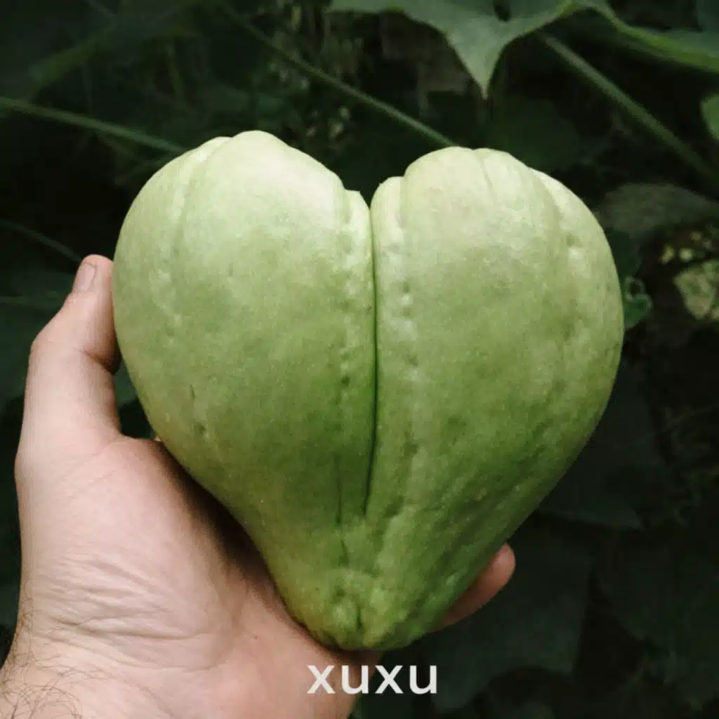 Xuxu