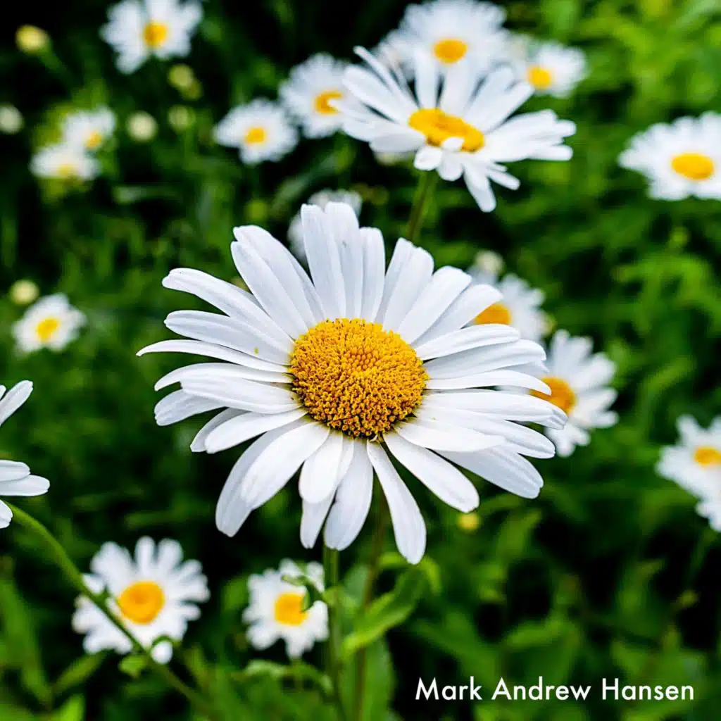 Flowers: Love Song Collection 5