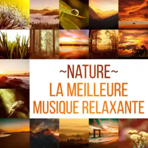 Nature: La meilleure musique relaxante, Vagues océaniques hypnotiques, Sons calmes de la pluie, Bruit blanc, Chutes d'eau de guérison et chants d'animaux pour réduire le stress