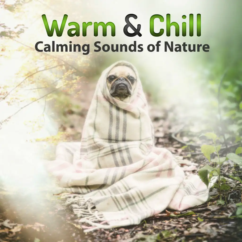 Warm & Chill: Calming Sounds of Nature, Hypnotic Ambient Music, Ocean Waves, Chirping Birds