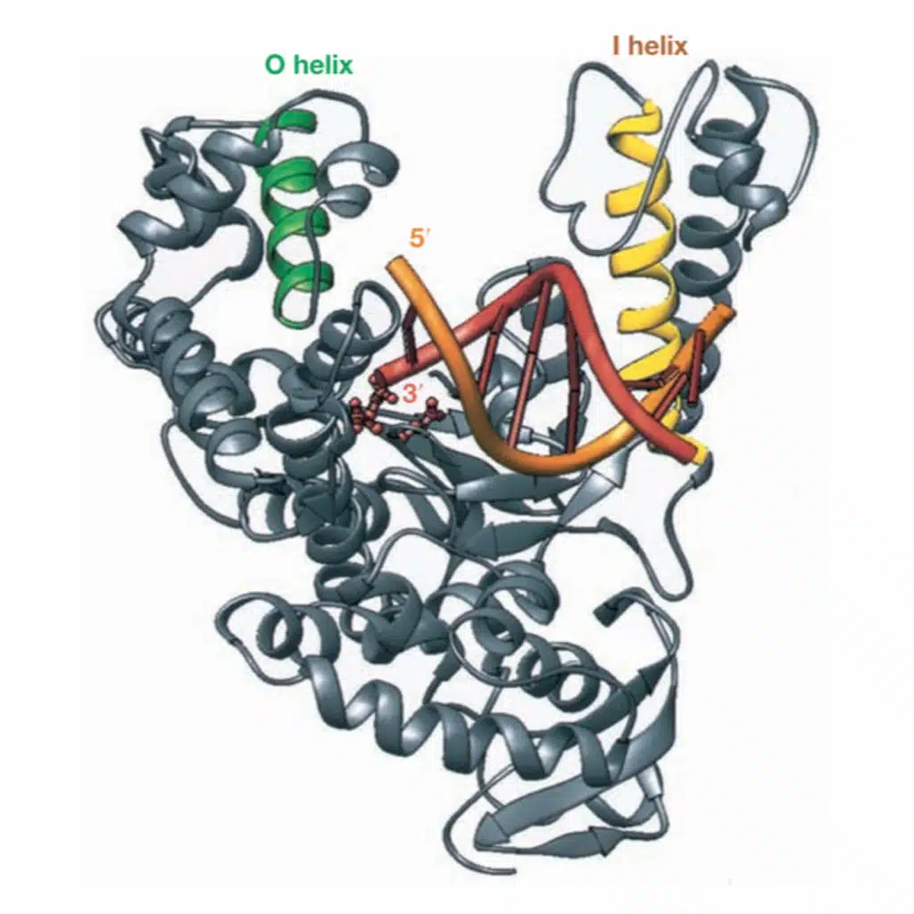 DNA Replication, Damage, and Repair (CMB part 18)