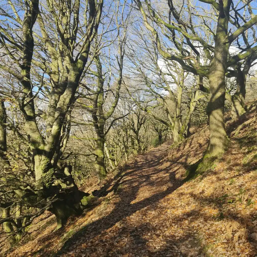 Sound Escape 255. A walk through a winter woodland, footsteps hushed by fallen leaves