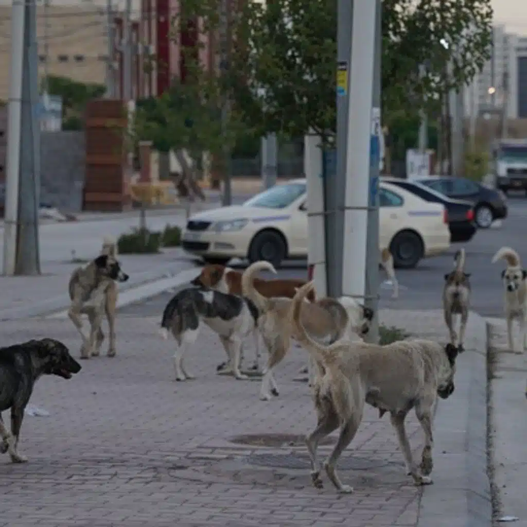 هل أصبحت الكلاب الضالة مشكلة متفاقمة في المنطقة؟