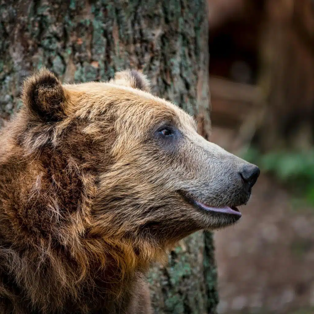 Angel Smells Like Expired Pork (Angel Fart Song)