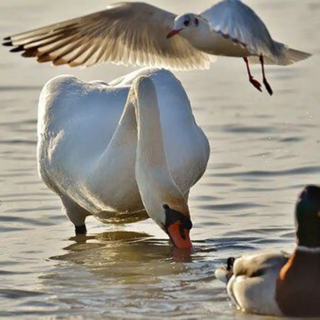Chablis Hebdo - Il ballo di qua qua