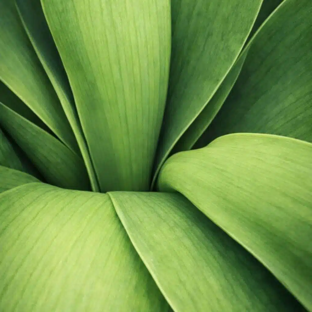 Jane - Angela Flying