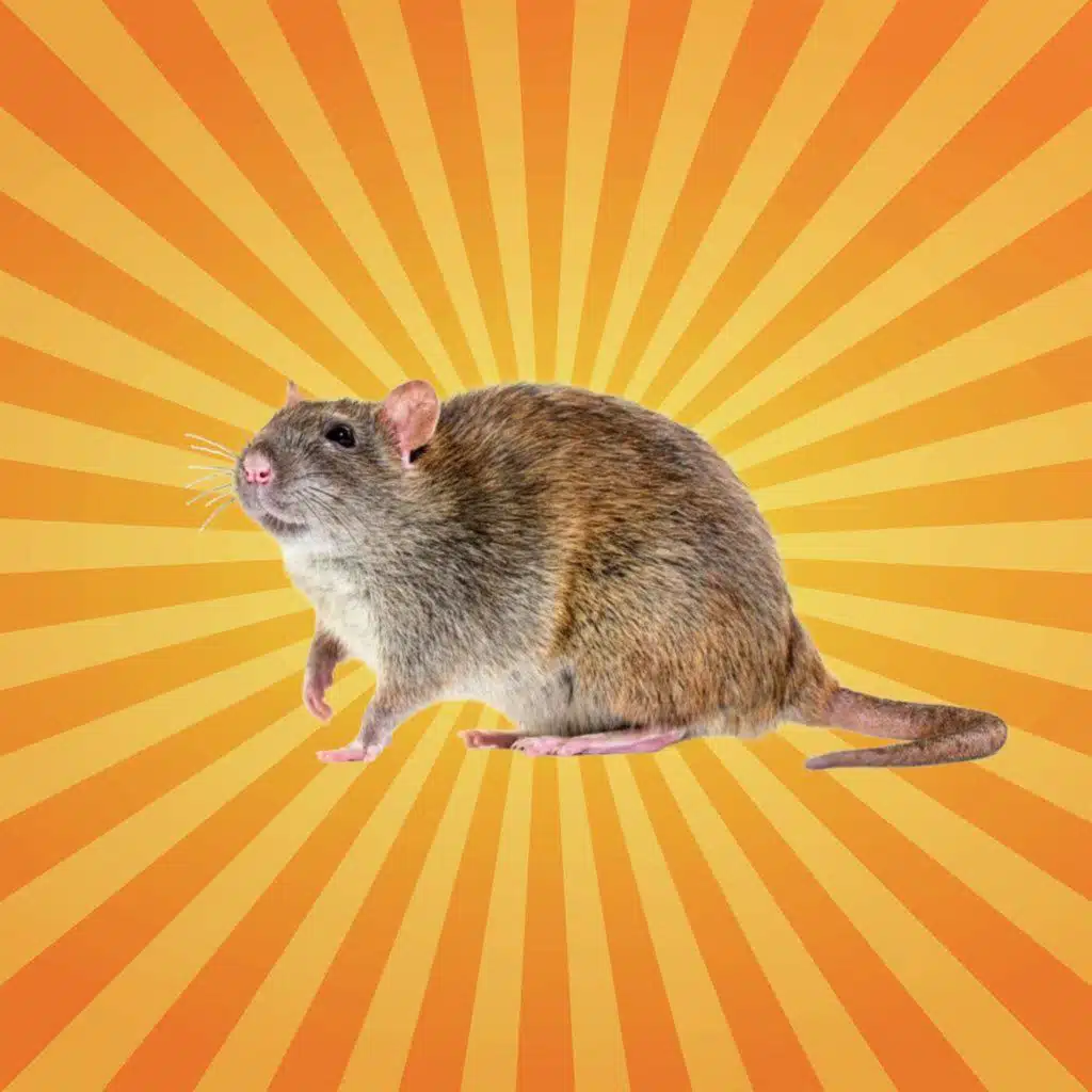  Le rat brun crée son propre langage pour survivre en ville !