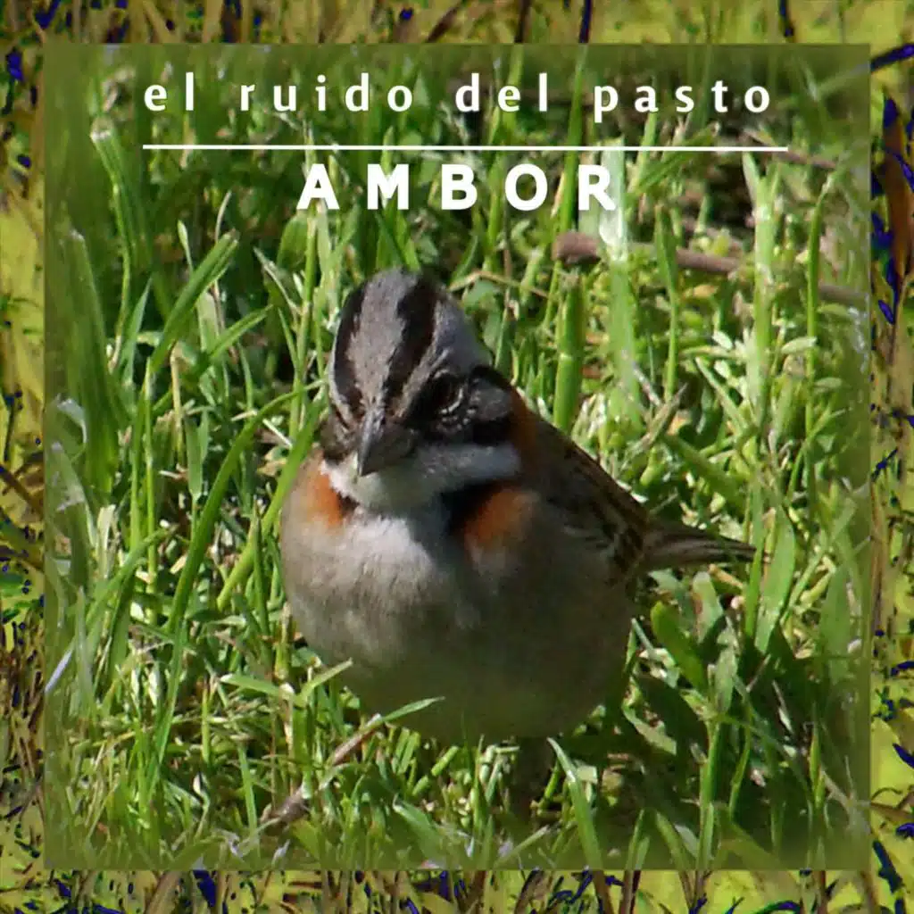 Ambor