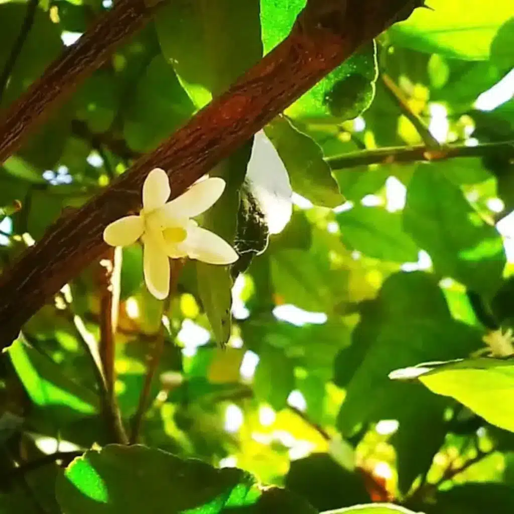 Dos Extraños / Confesión