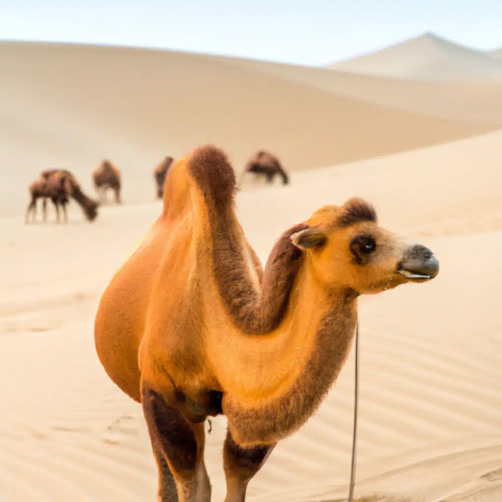 راك دايرلي شنوفة