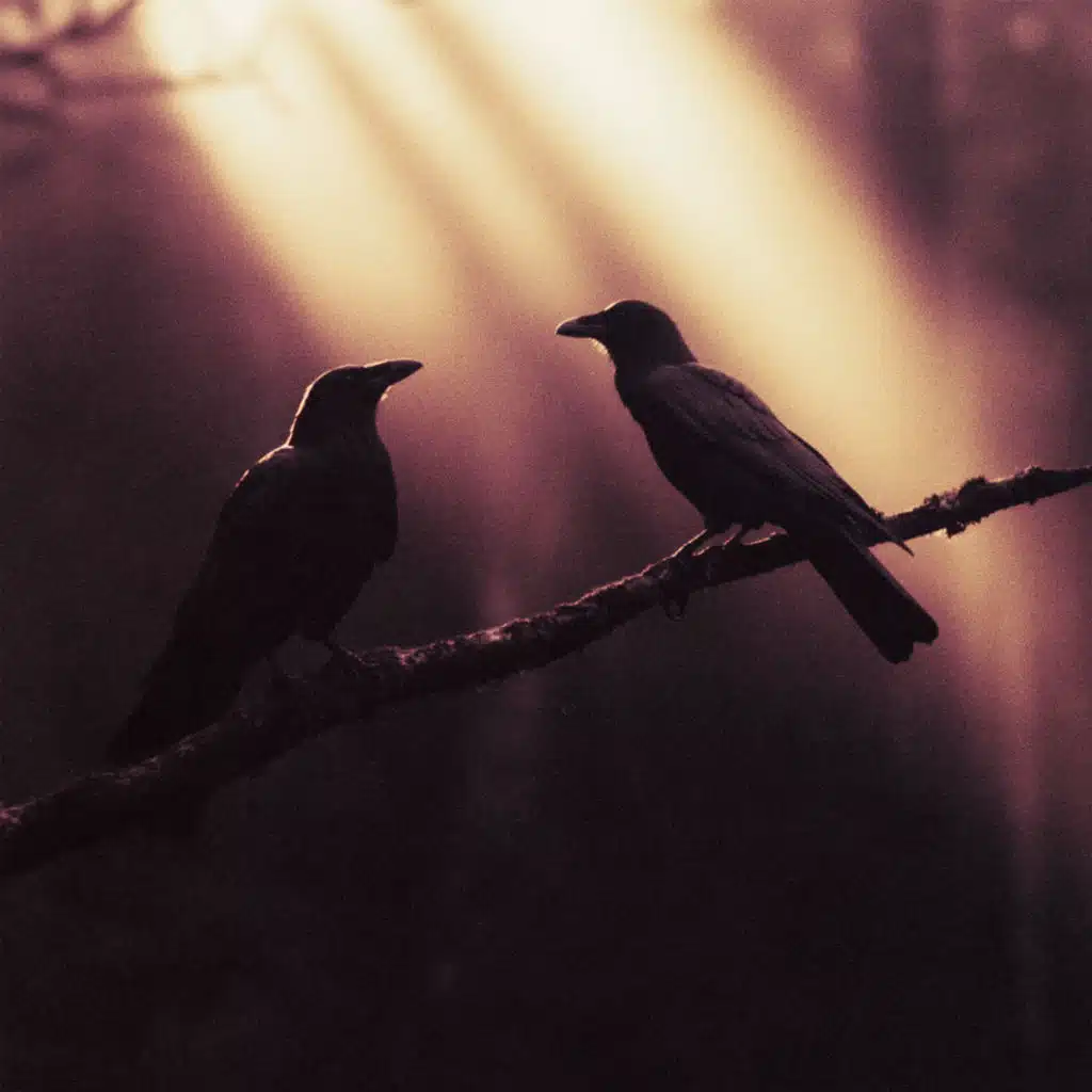 Crows