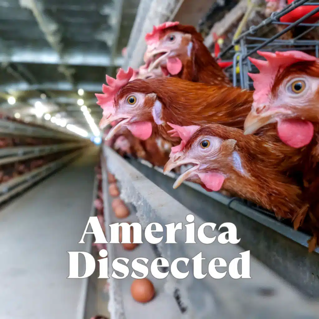 Bird Flu, Baby Formula and The Bully Pulpit