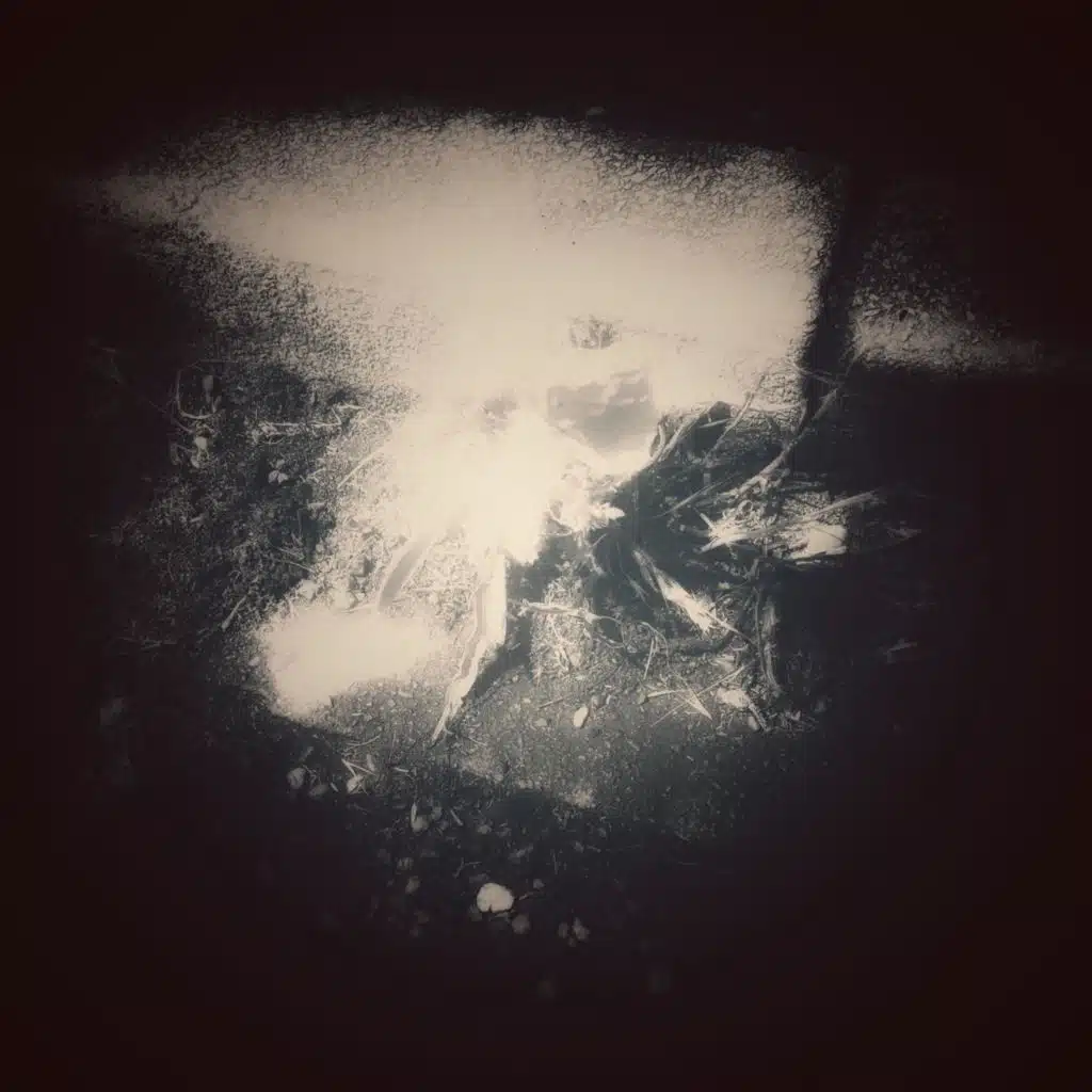 Detritus