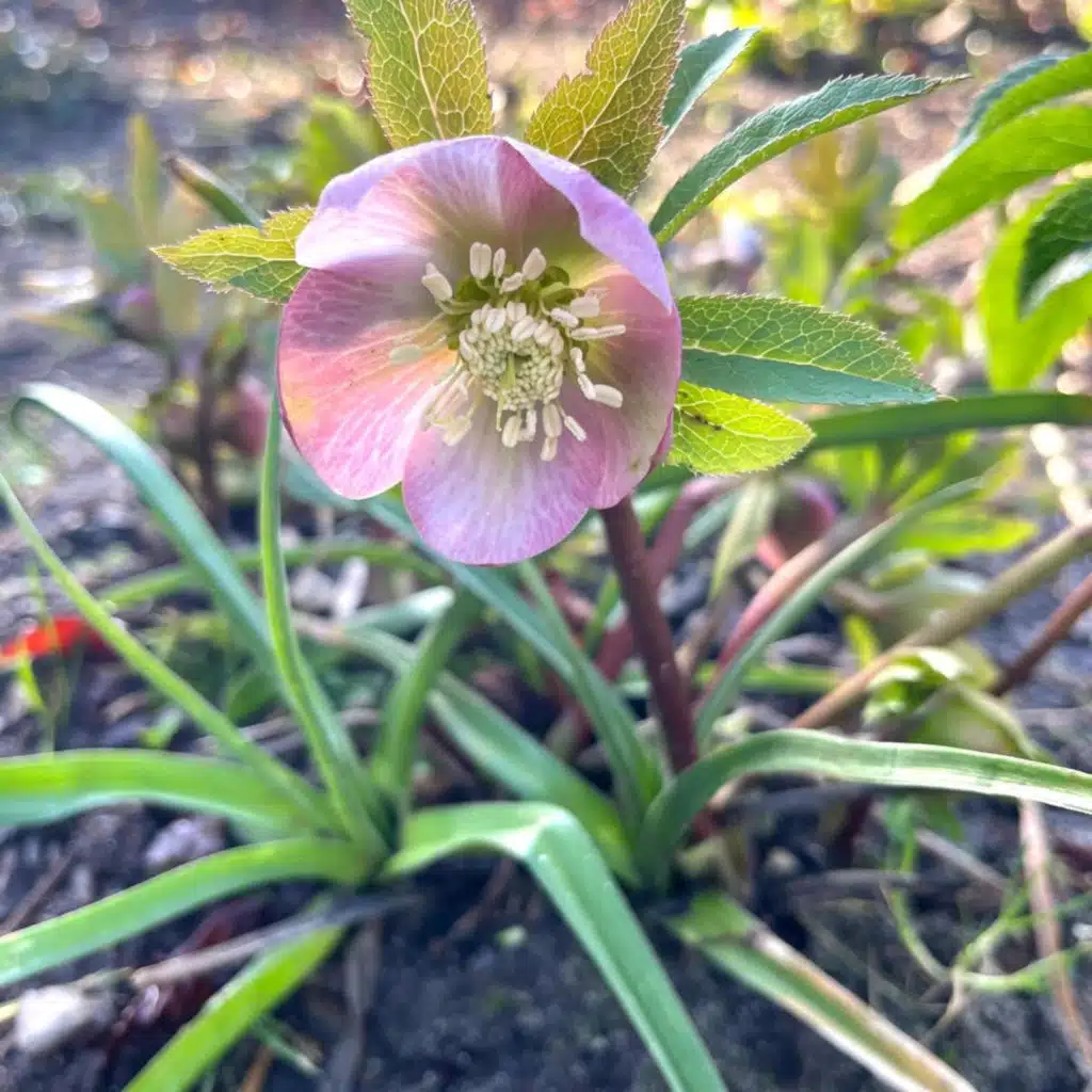 TREECORE REGGAE BOOM