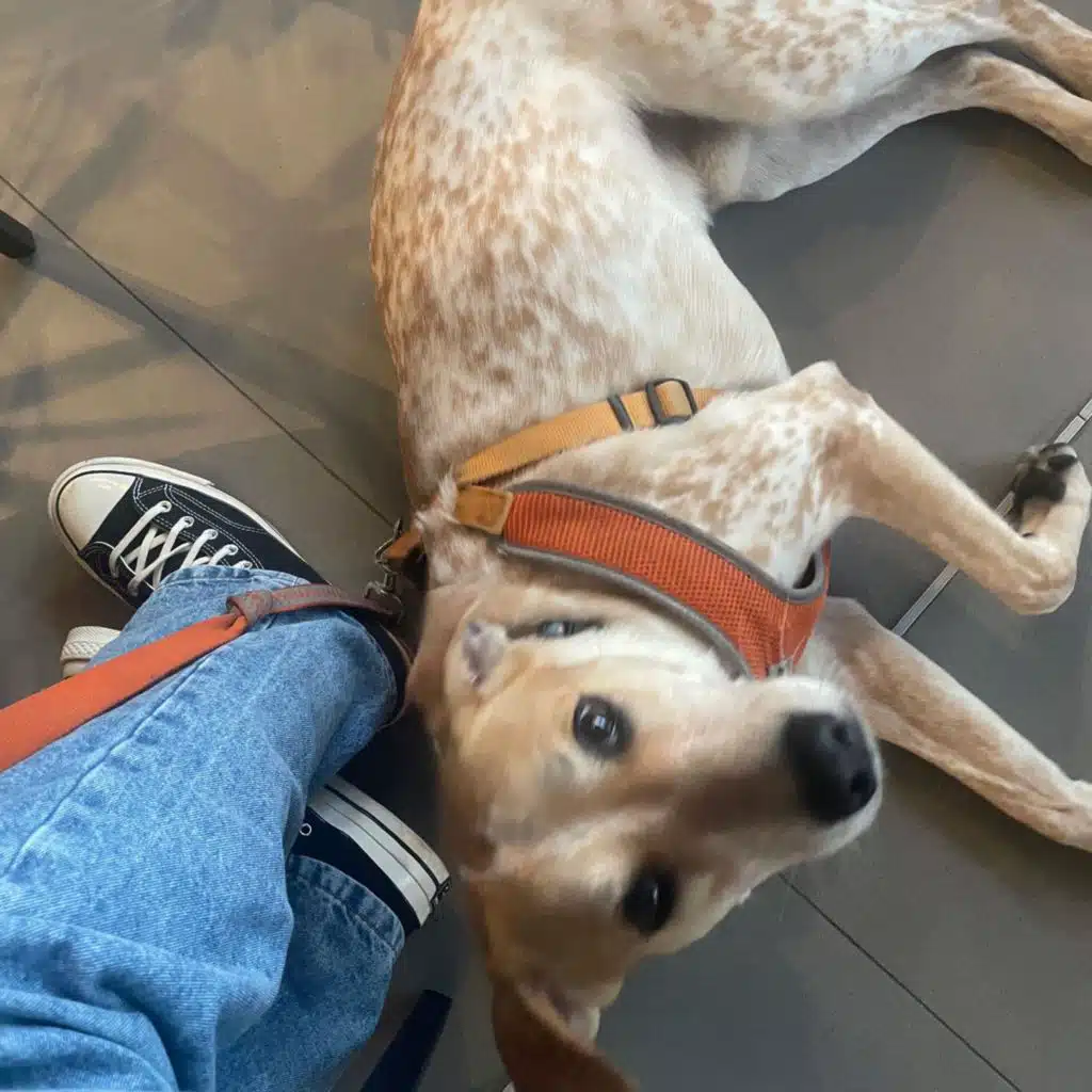 hi