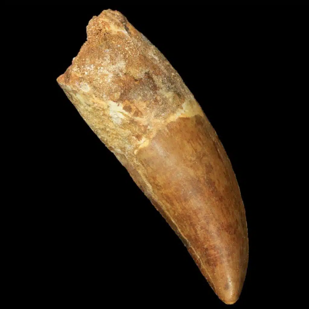 Thalattosuchia (Alternate Version)