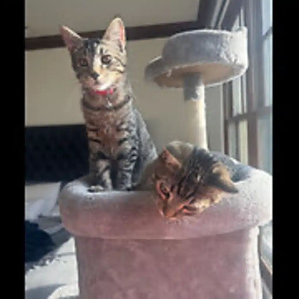 Episode 3083 - The Scott Adams School 01/29/26