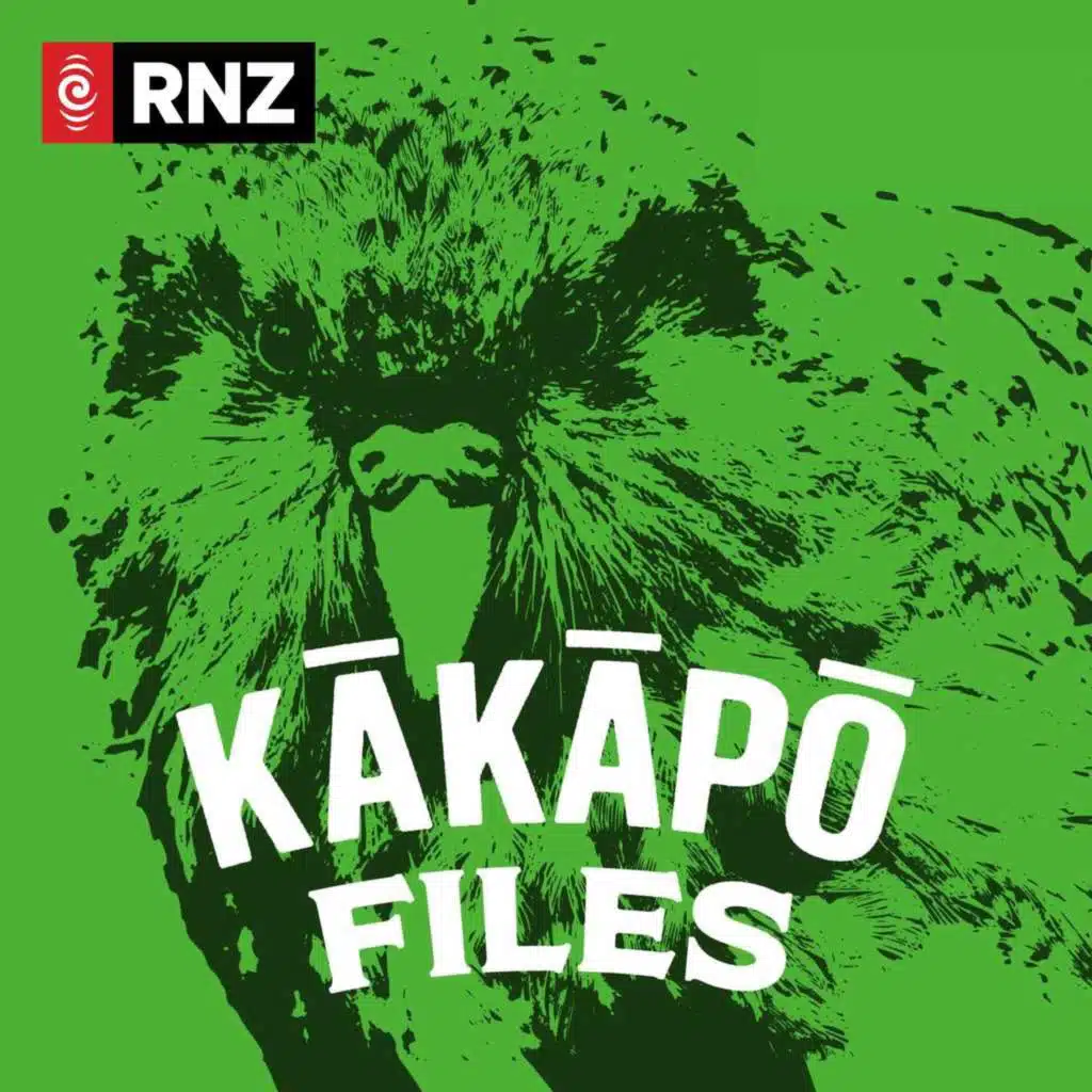 Kākāpō chicks still hatching