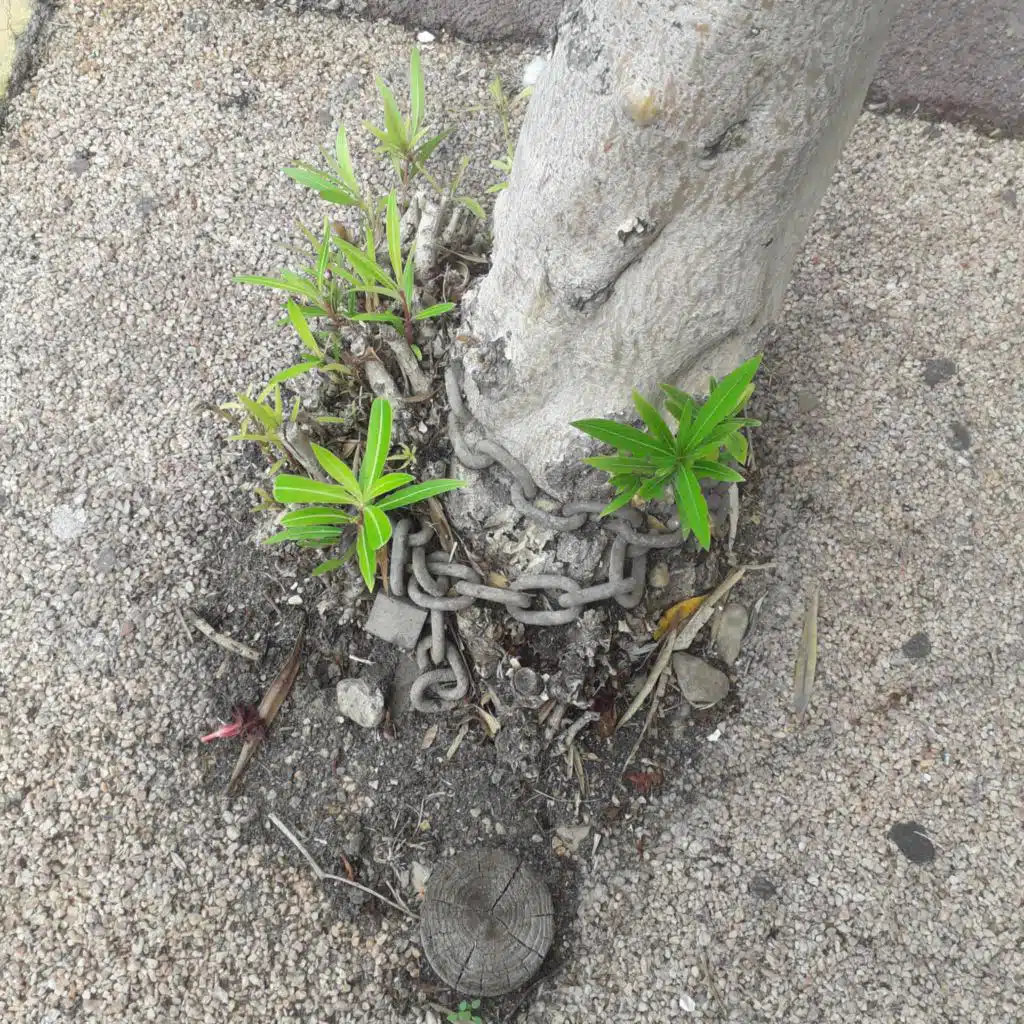 Nanaka (CV: Haruka Shiraishi)