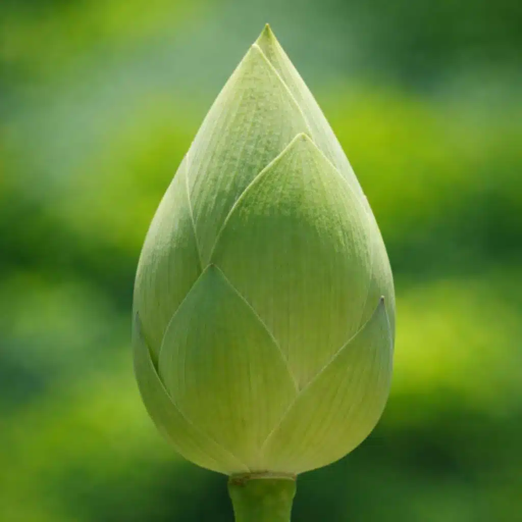 Progress Through Stillness