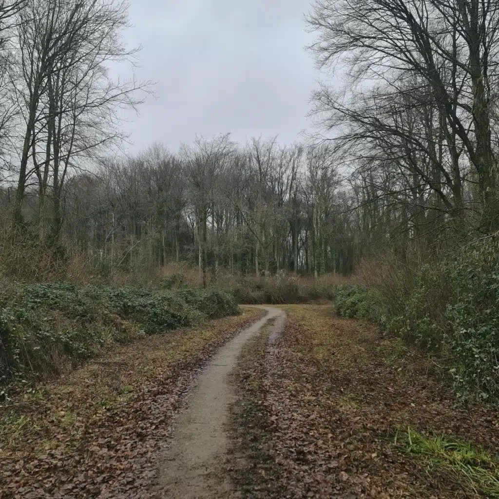 336. Come for a wander in a winter woodland - and then enjoy the Big Garden Birdwatch