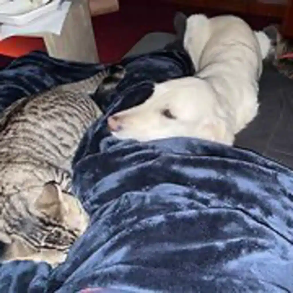 Episode 3086 - The Scott Adams School 02/03/26