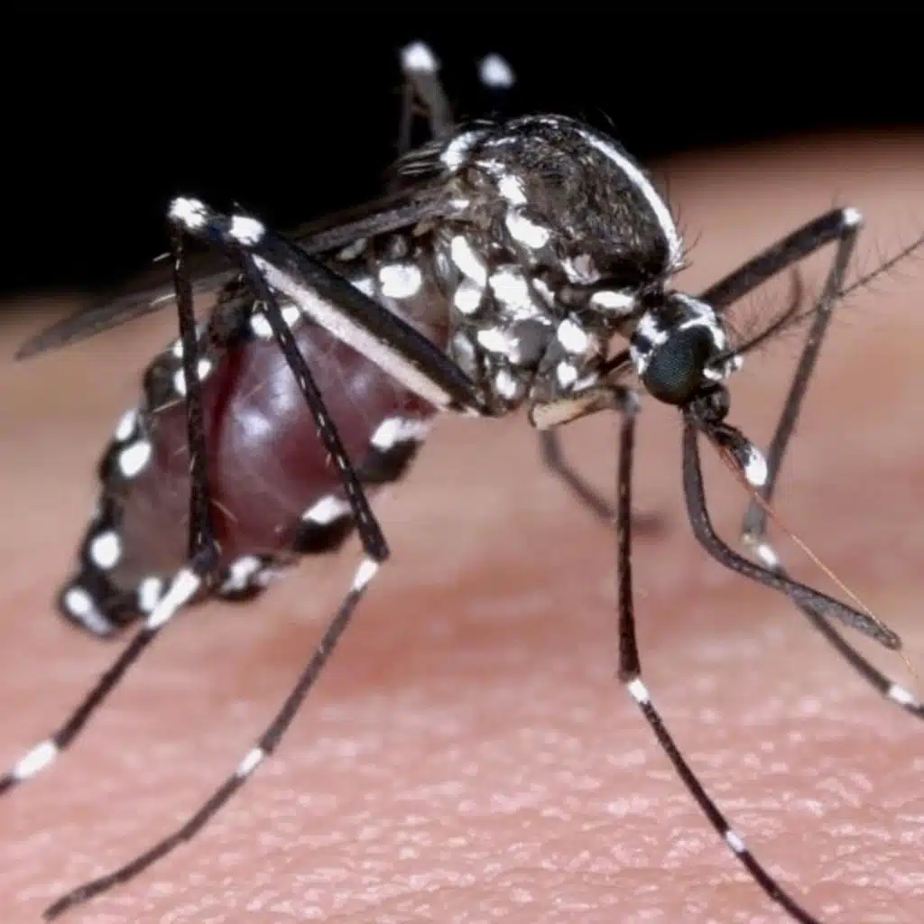 Smittbärande myggor flyttar norrut – forskarna är hack i häl