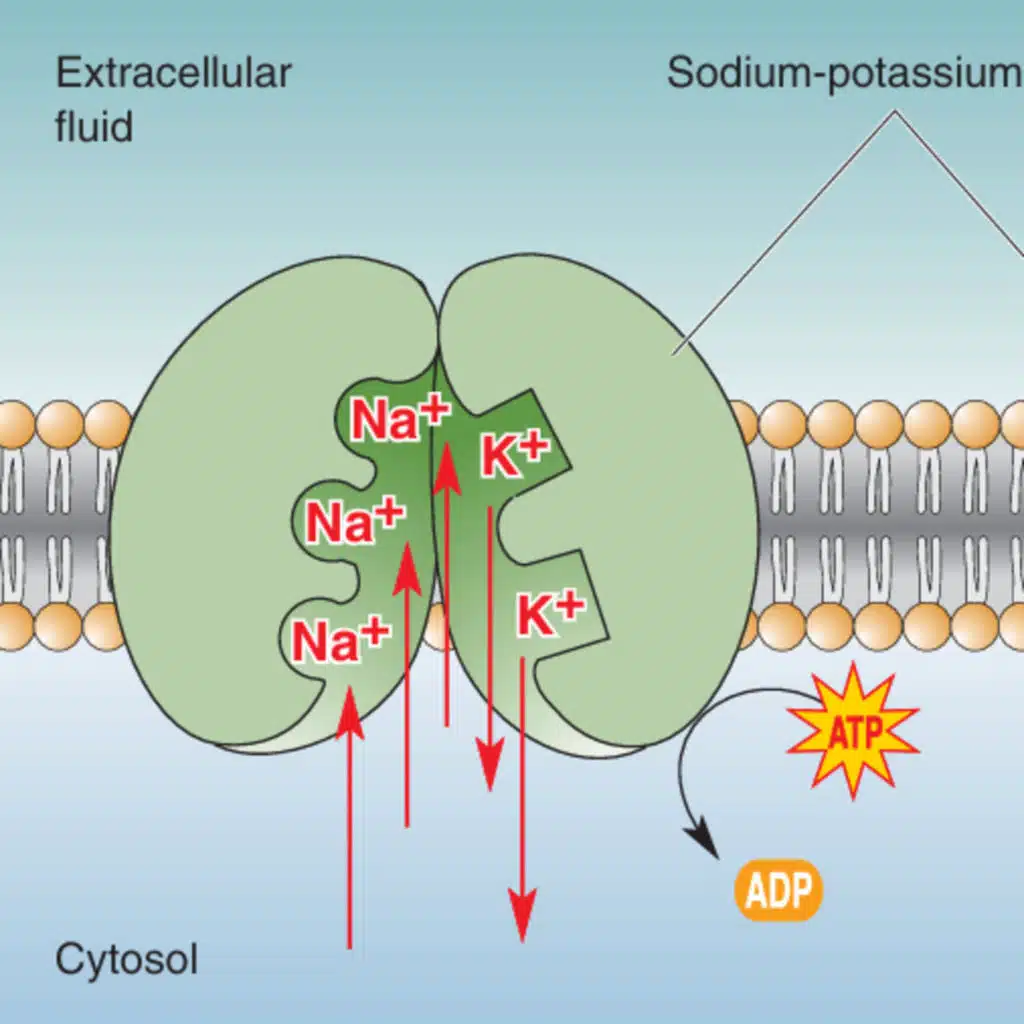 The Biological Battery: How Your Brain's Pumps and Channels Created (Section 1)