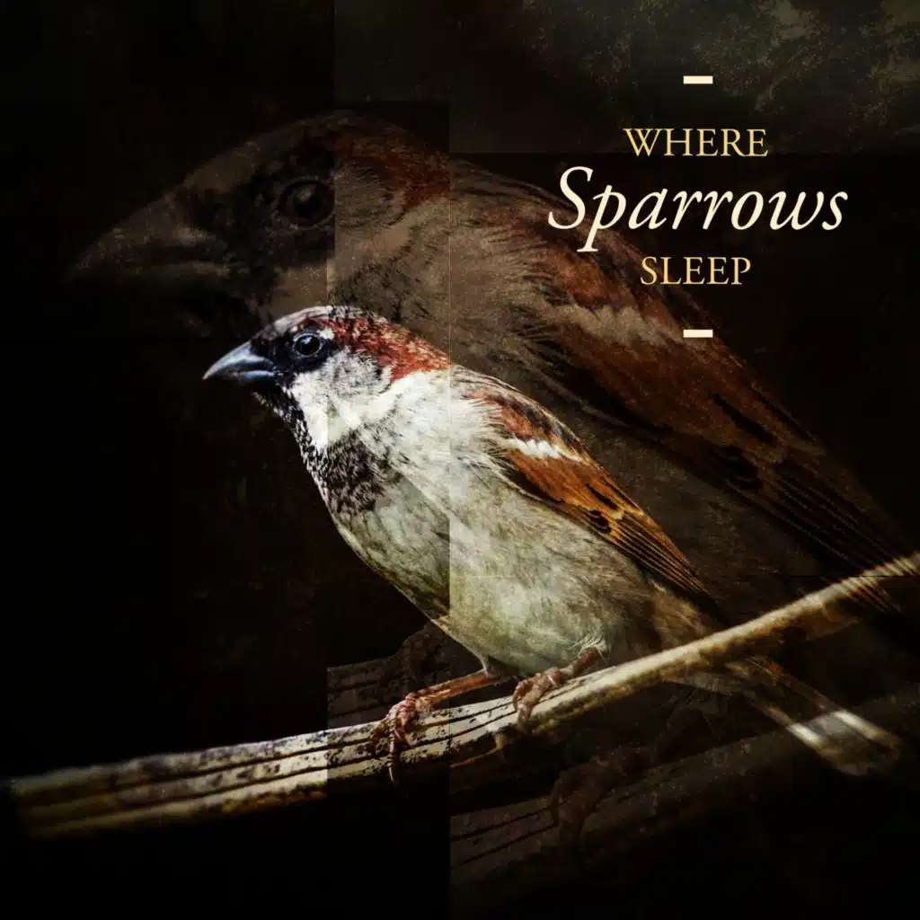 Where Sparrows Sleep