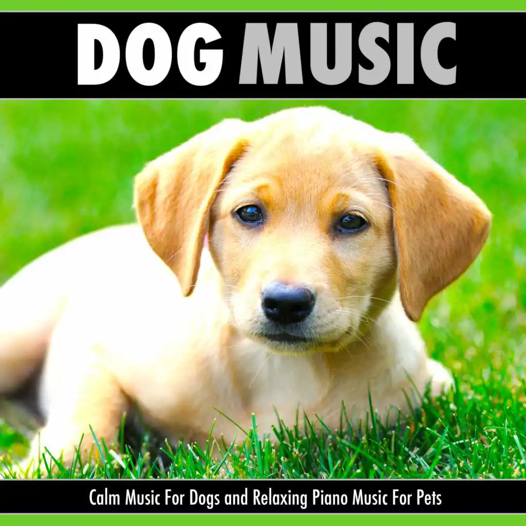 Dog Music: Calm Music For Dogs and Relaxing Piano Music For Pets