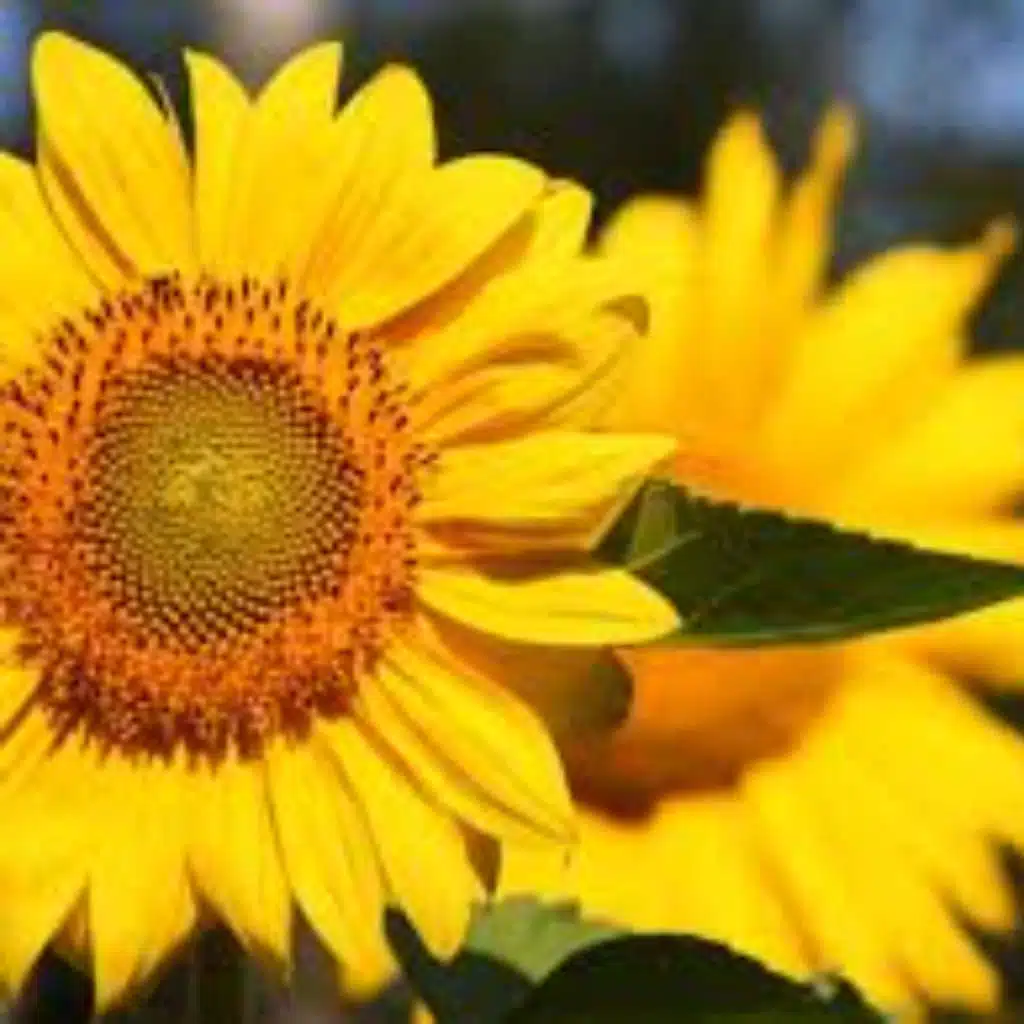 نظرية دوار الشمس: حركة الضوء وبناء الإنسان _ بقلم جميلة الهنائية