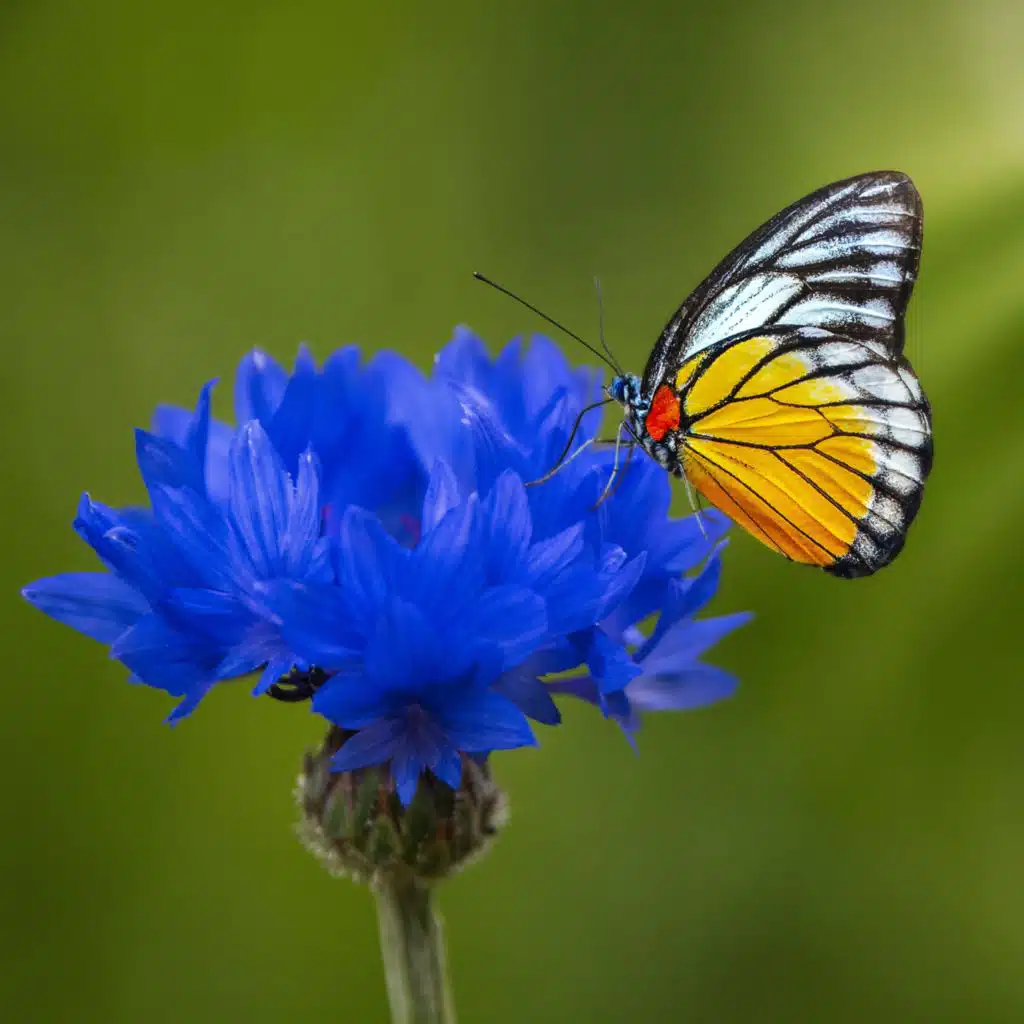 Calm Music with Piano