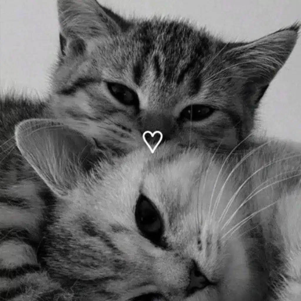 последняя любовь