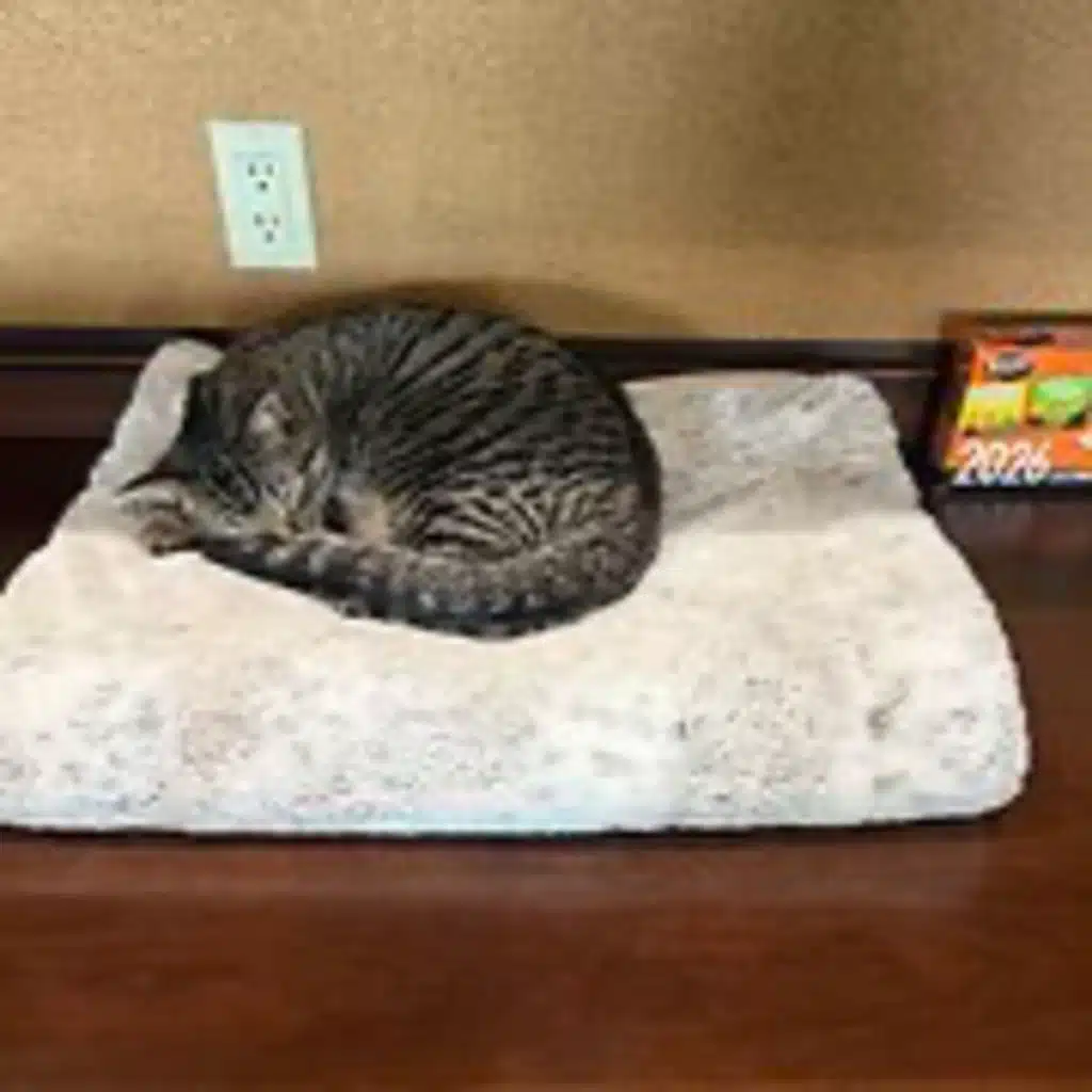 Episode 3087 - The Scott Adams School 02/04/26