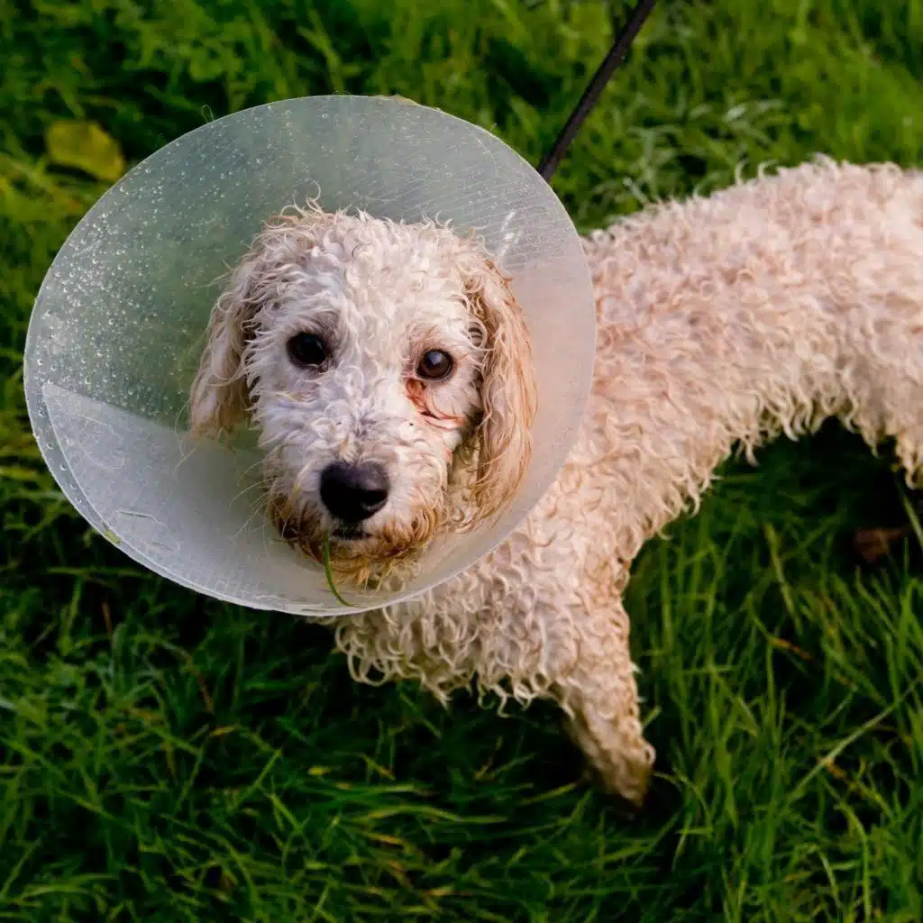 As the Expert: Pete the Vet