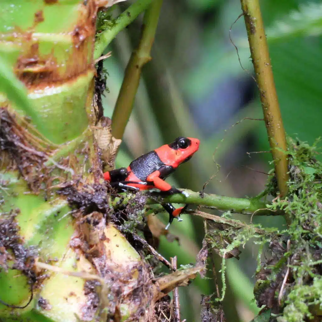 Supply, demand, extinction