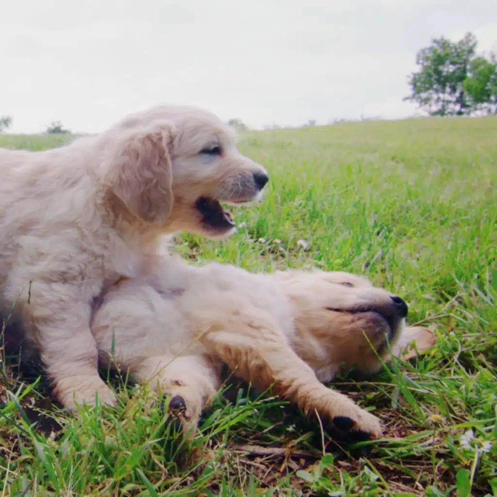 Why are brothers and sisters so annoying?