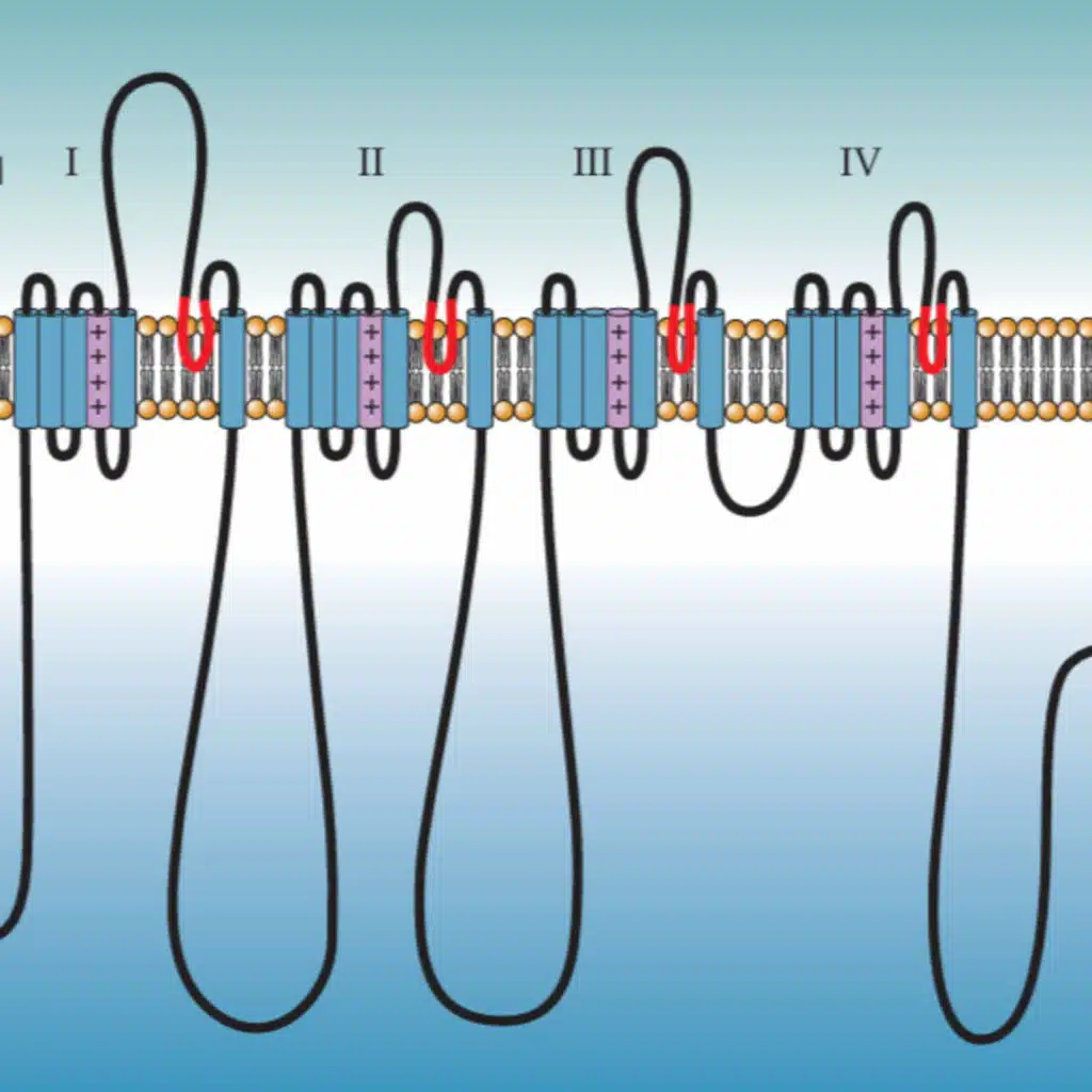 None Switch: Unpacking the Action Potential (Section 1)