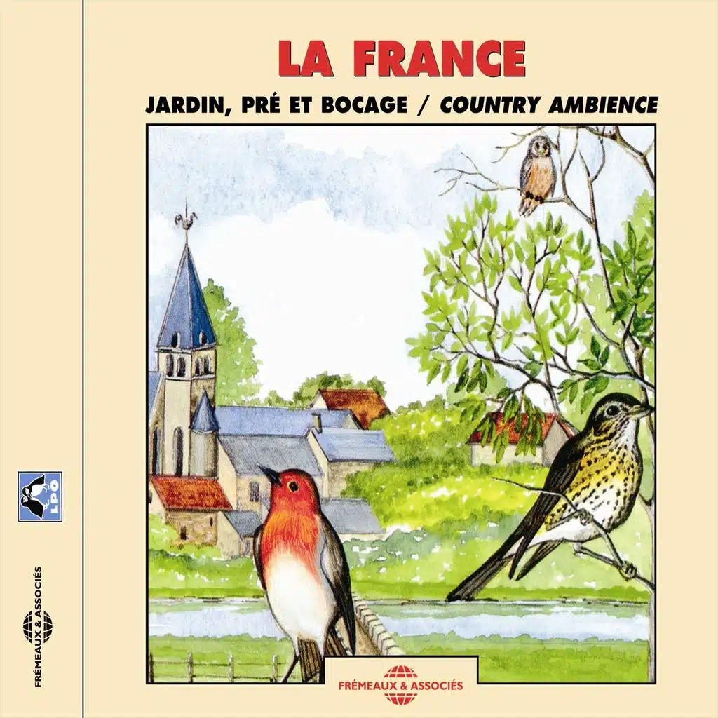 Coucou gris (Cuckoo)
