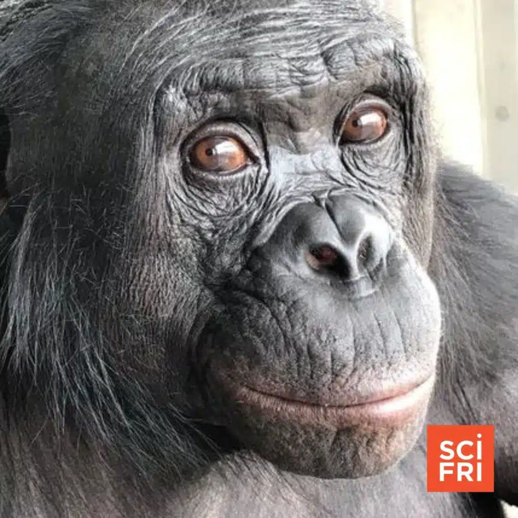 What A Tea Party With A Bonobo Taught Us About Imagination