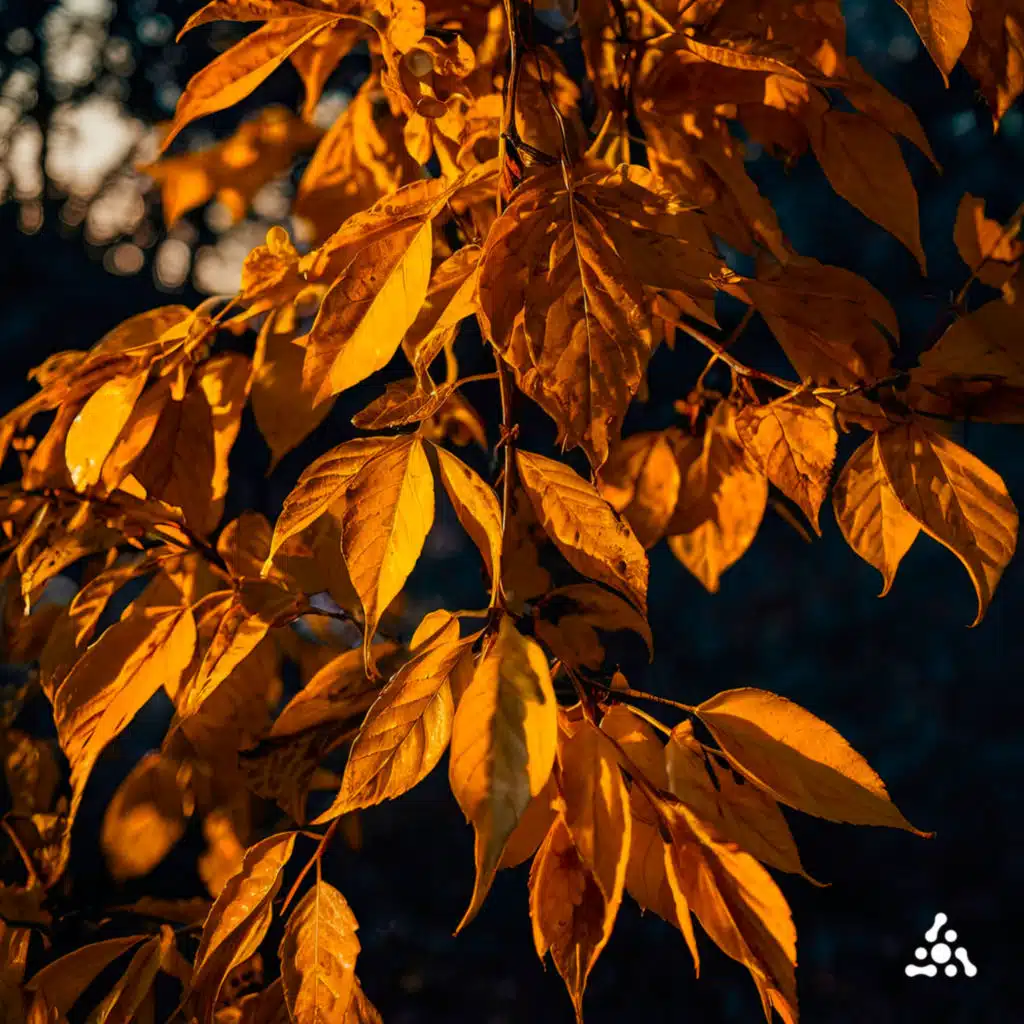 Summer's Fading Echo