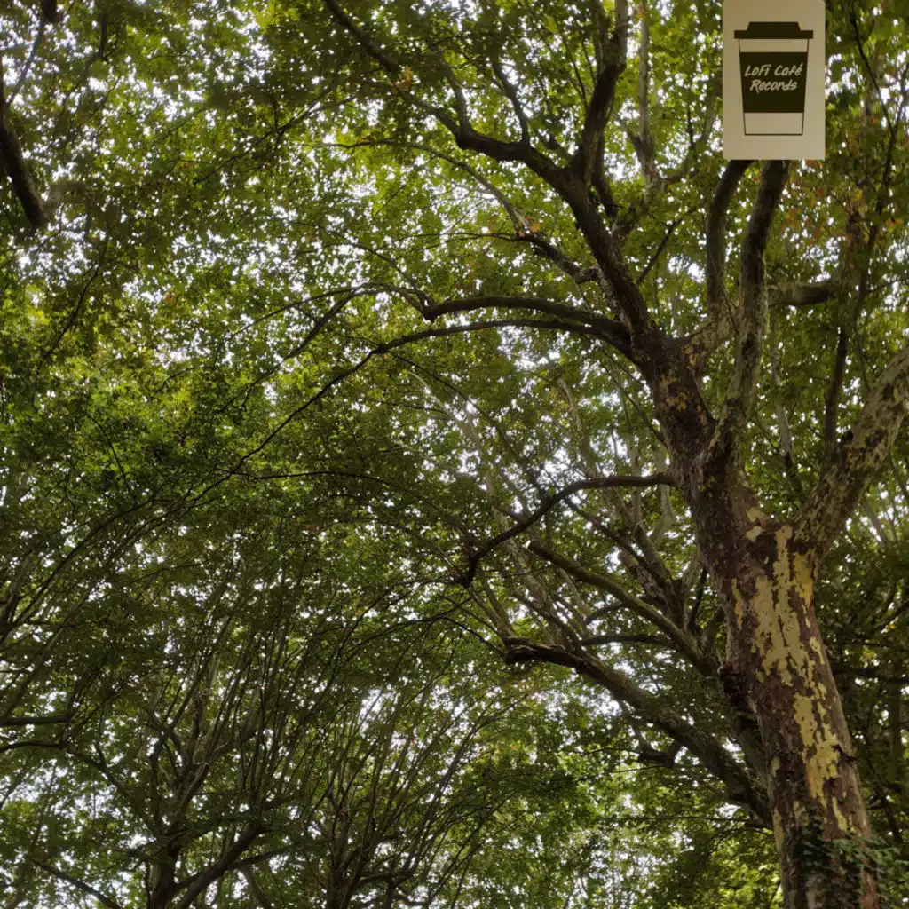 the place beyond the trees